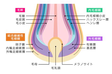 毛根鞘 気持ちいい|毛根鞘とは？毛根に付いている白い塊の役割と薄毛の。